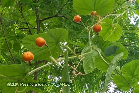 龍珠果風水|香港野果 Hong Kong Wild Fruits: 毛西番蓮（龍珠果）